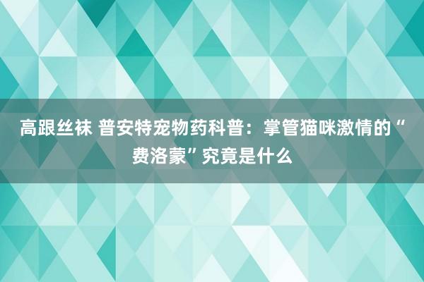 高跟丝袜 普安特宠物药科普：掌管猫咪激情的“费洛蒙”究竟是什么